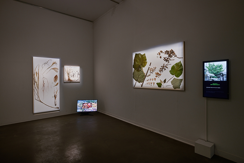 Feral in Seoul series, 2021, preserved plant materials, single-channel video, dimensions variable. Photo: Yeonkeun Choi.