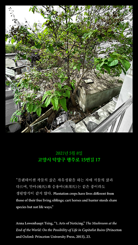 Feral in Seoul – Paulownia tomentosa, 2021, detail. Courtesy of the Artist.