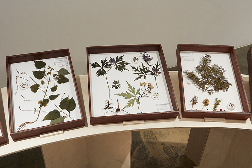 Note to 『Illustrations of Joseon Plants: A Selection of Toxic Plants』, 2021, installation of preserved plant materials and documents. Photo: Yeonkeun Choi.